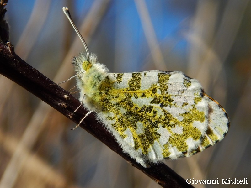 Parco del Ticino :  ambientazioni e farfalle